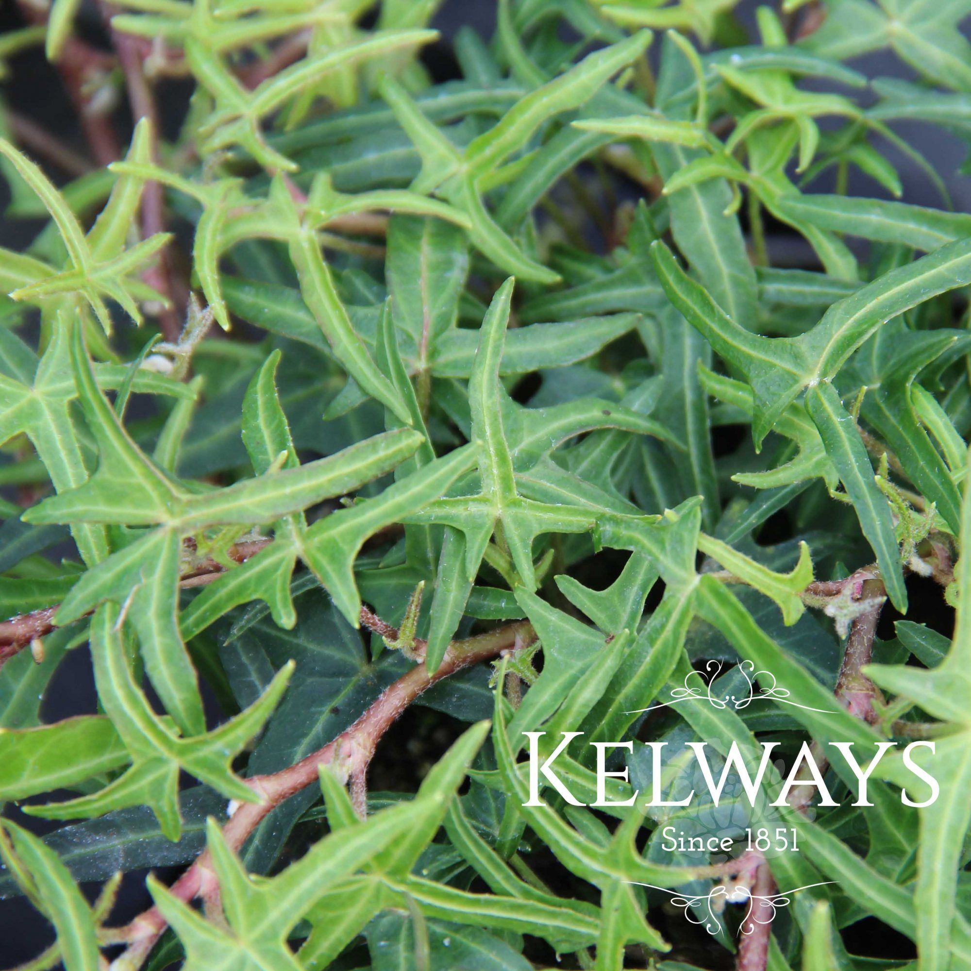 Hedera Helix Sagittifolia Kelways Plants Ltd