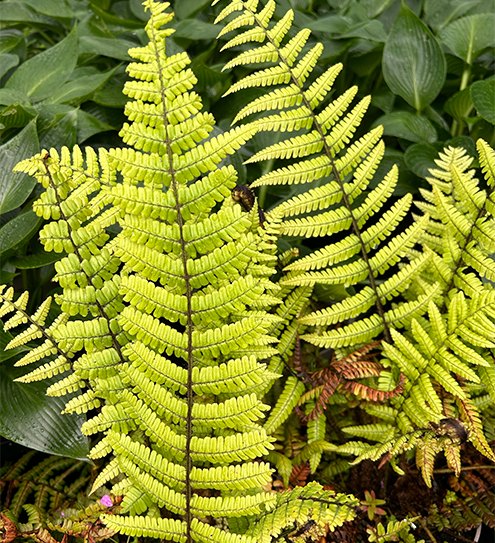 Ferns