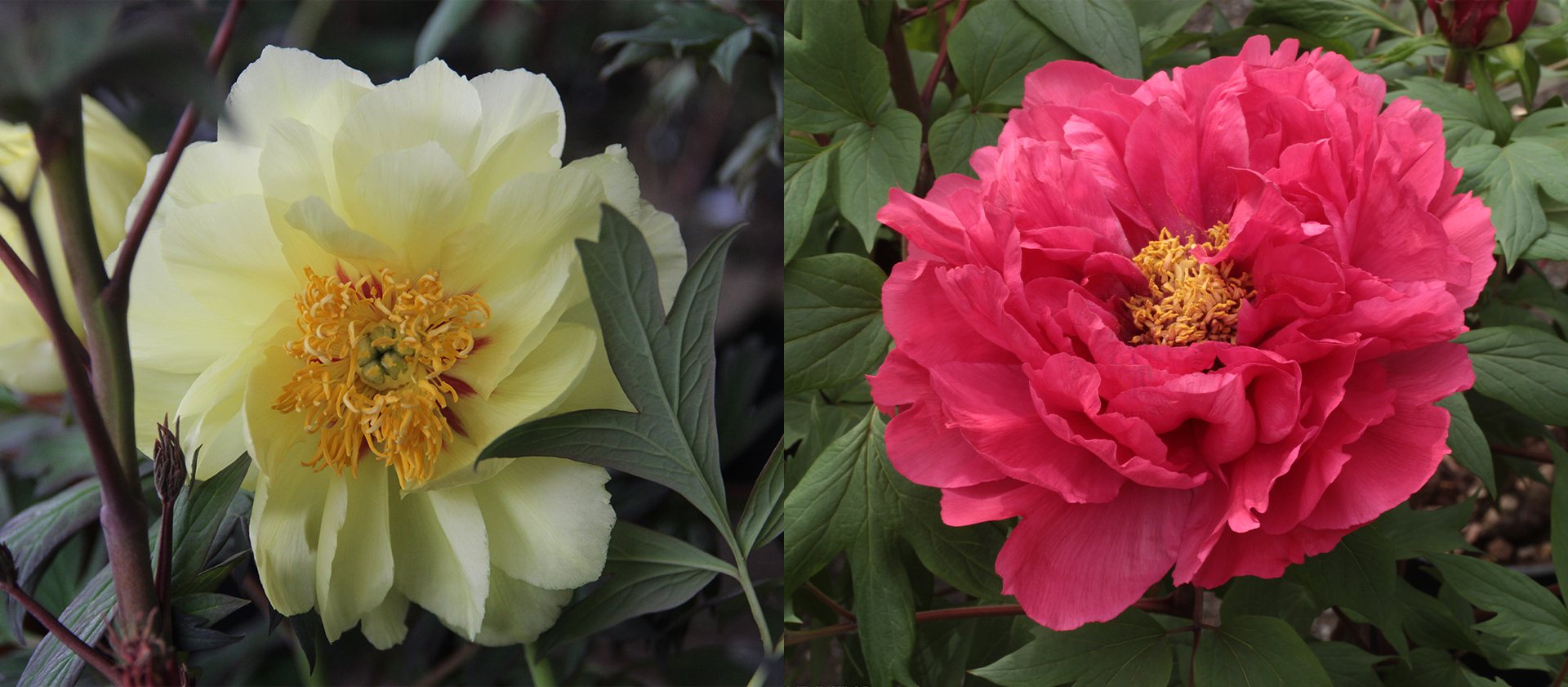 Tree Peonies 