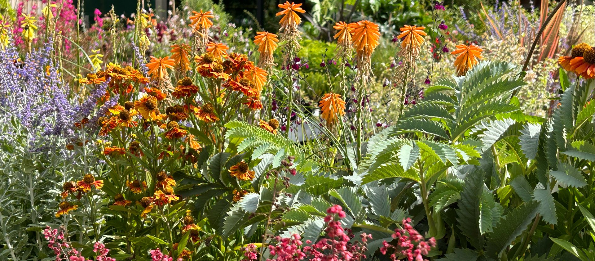 Shop Plants