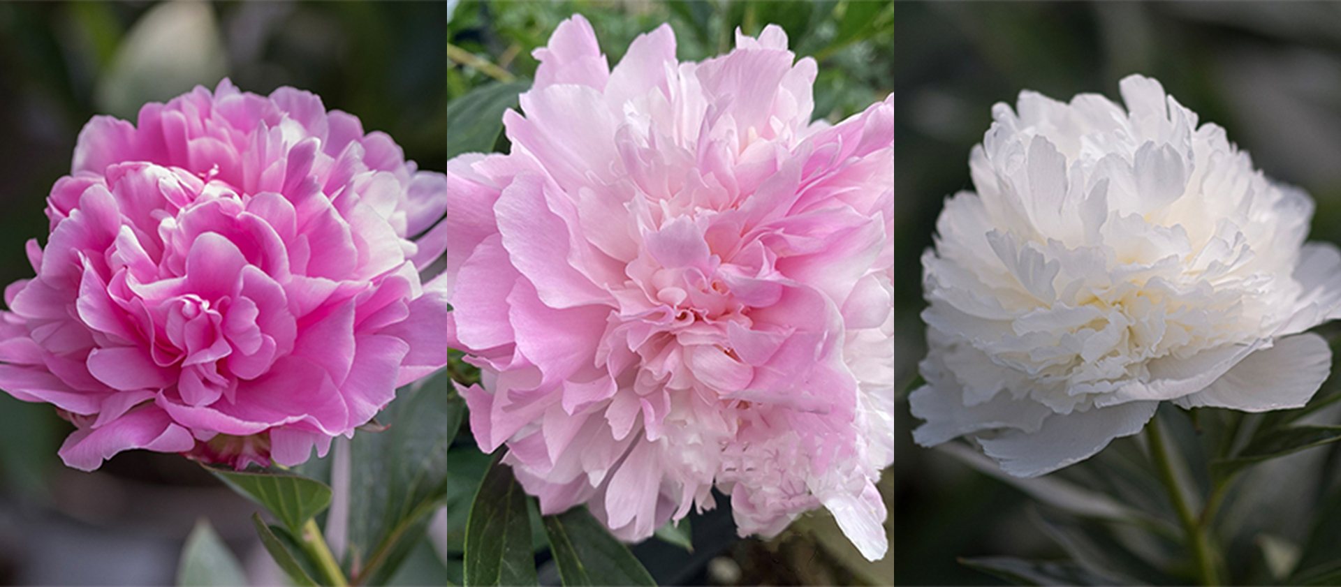 Three Peony Collection