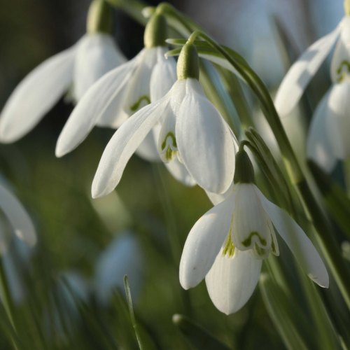 Snowdrops (In-the-Green)