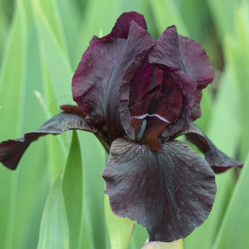 Irises