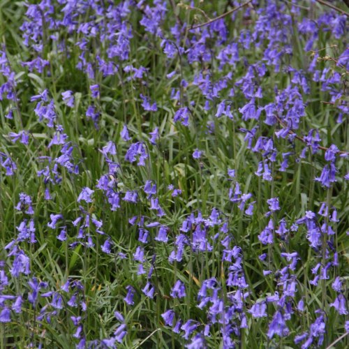 Bluebells (In-the-Green)