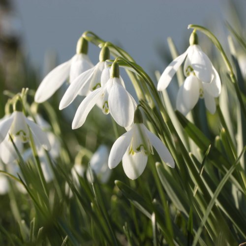 Snowdrops & Bluebells