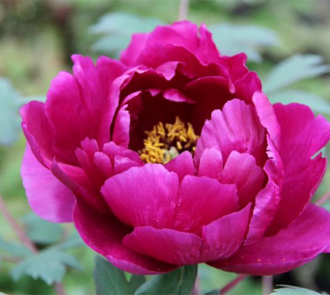 Tree Peonies by our experts! - Kelways Plants Ltd