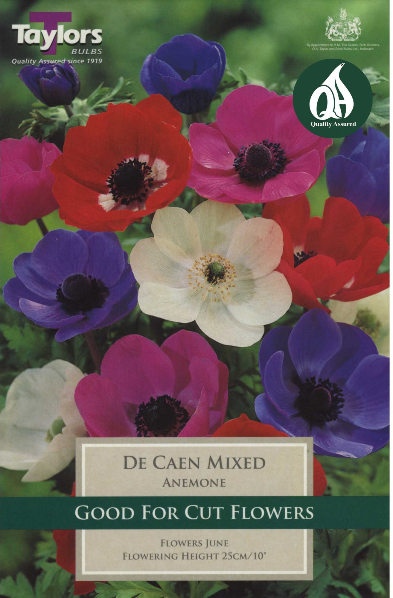 Taylors Bulbs Anemone De Caen (15 bulbs) - Kelways Plants Ltd