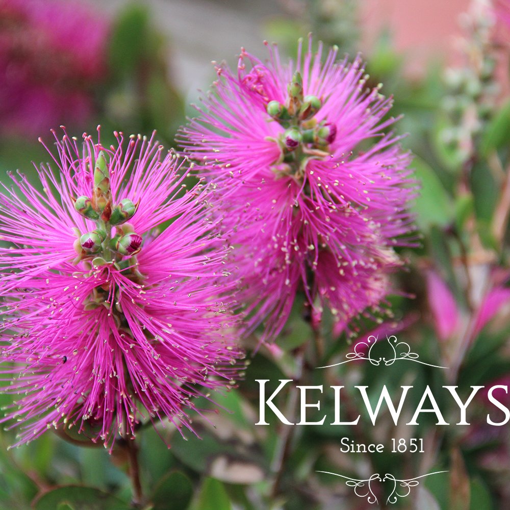 PlantFiles Pictures: Callistemon, Bottlebrush 'Cameo Pink'  (<i>Callistemon</i>) by Kell