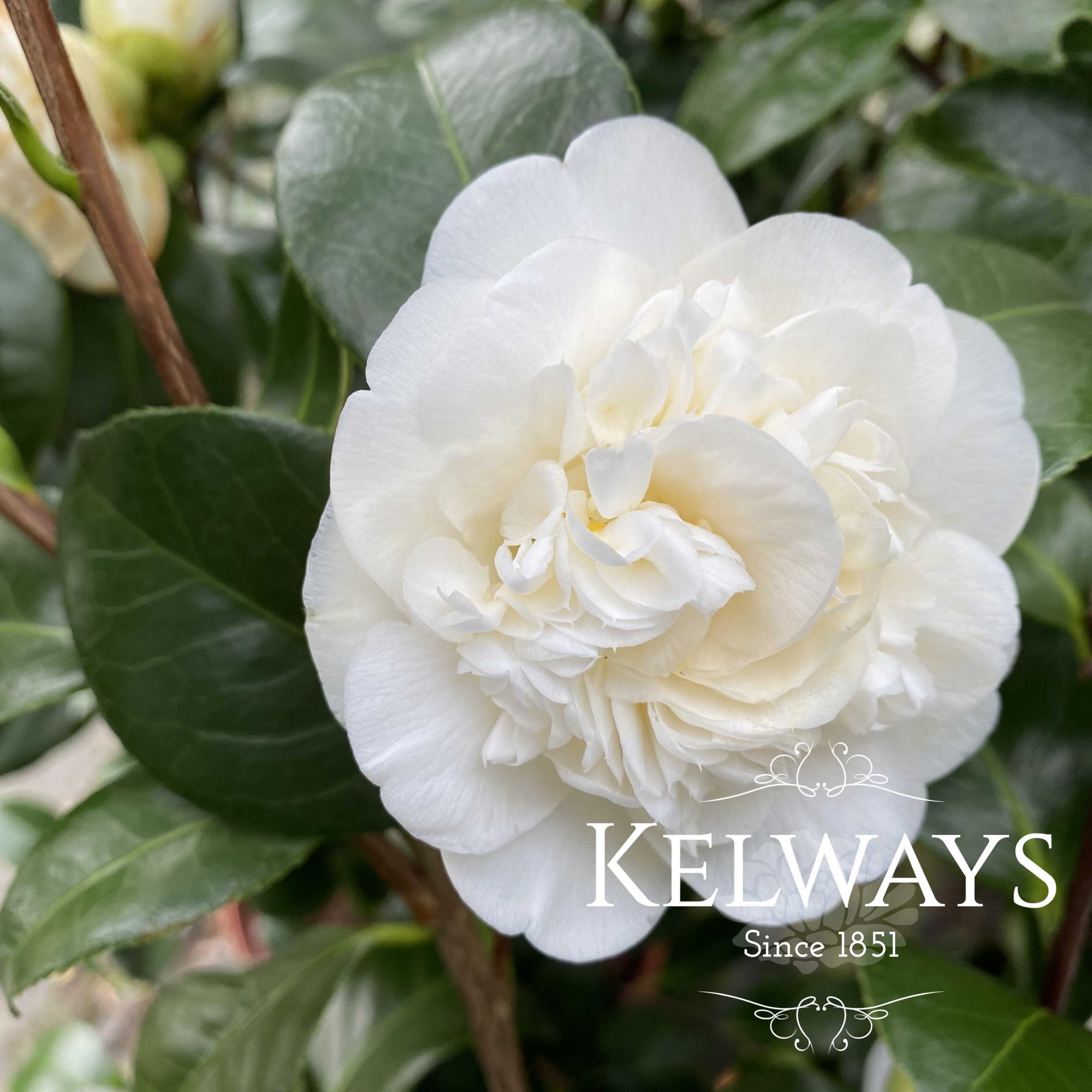 Camellia Nobilissima - Kelways Plants Ltd