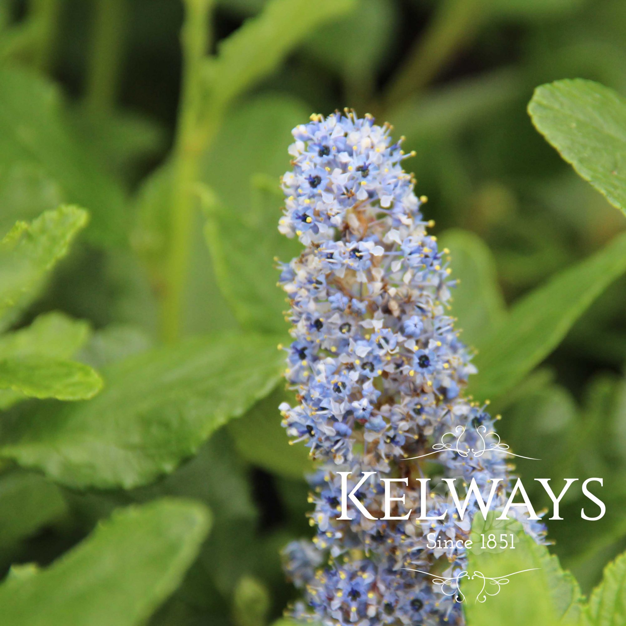 Ceanothus Arboreus Trewithen Blue Kelways Plants Ltd