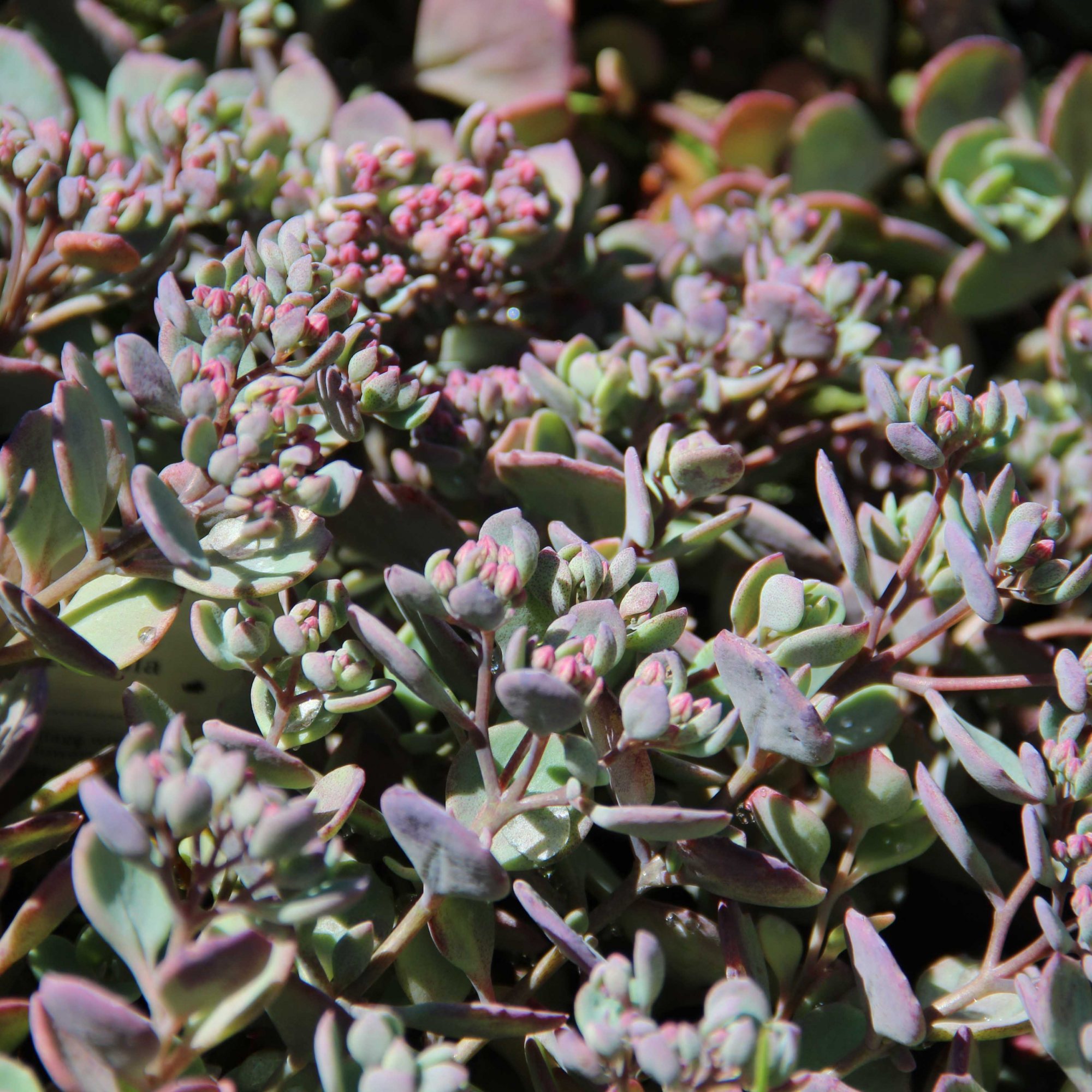 Sedum Coca-cola - Kelways Plants Ltd