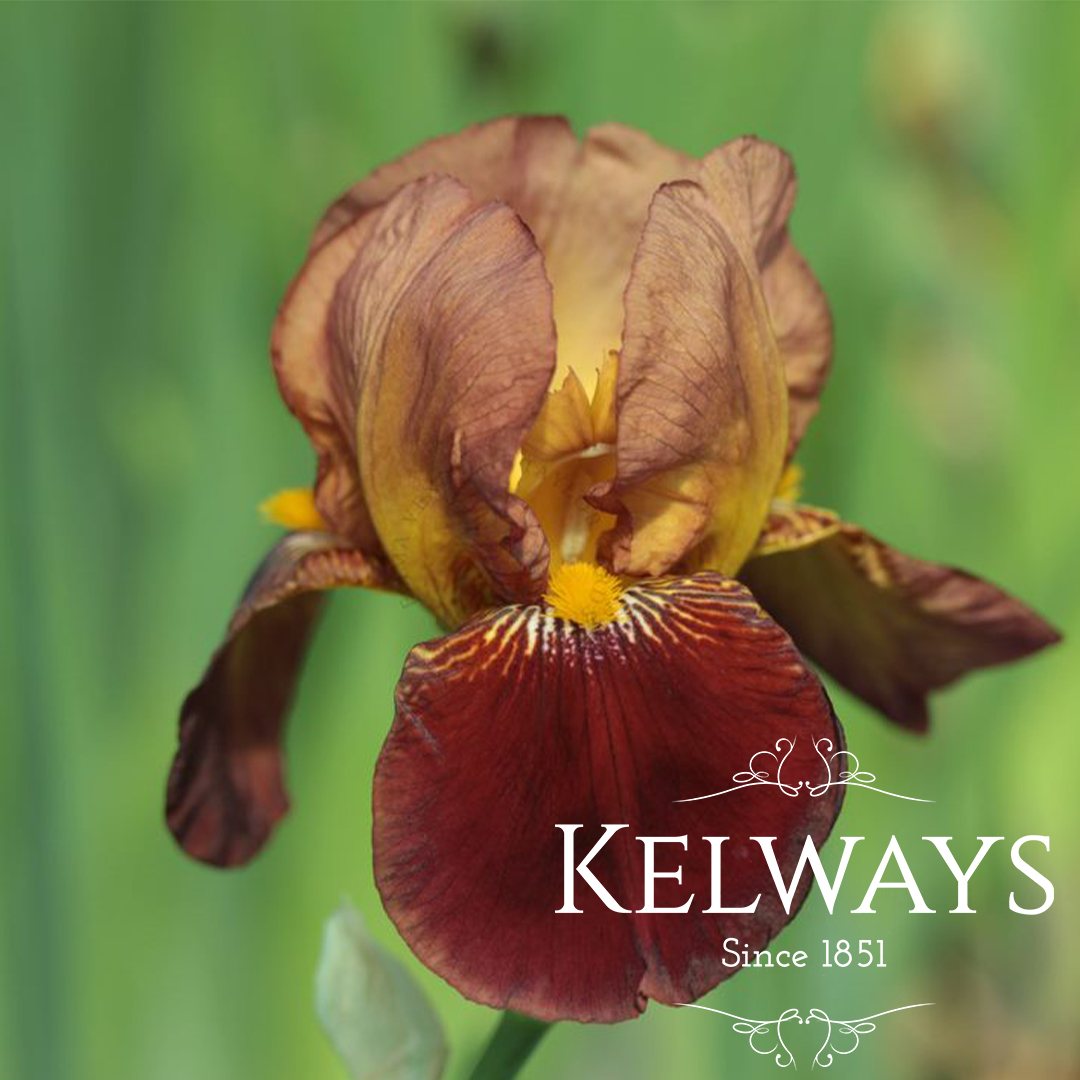 Bearded Iris Plants For Sale | Wholesale Nursery Co