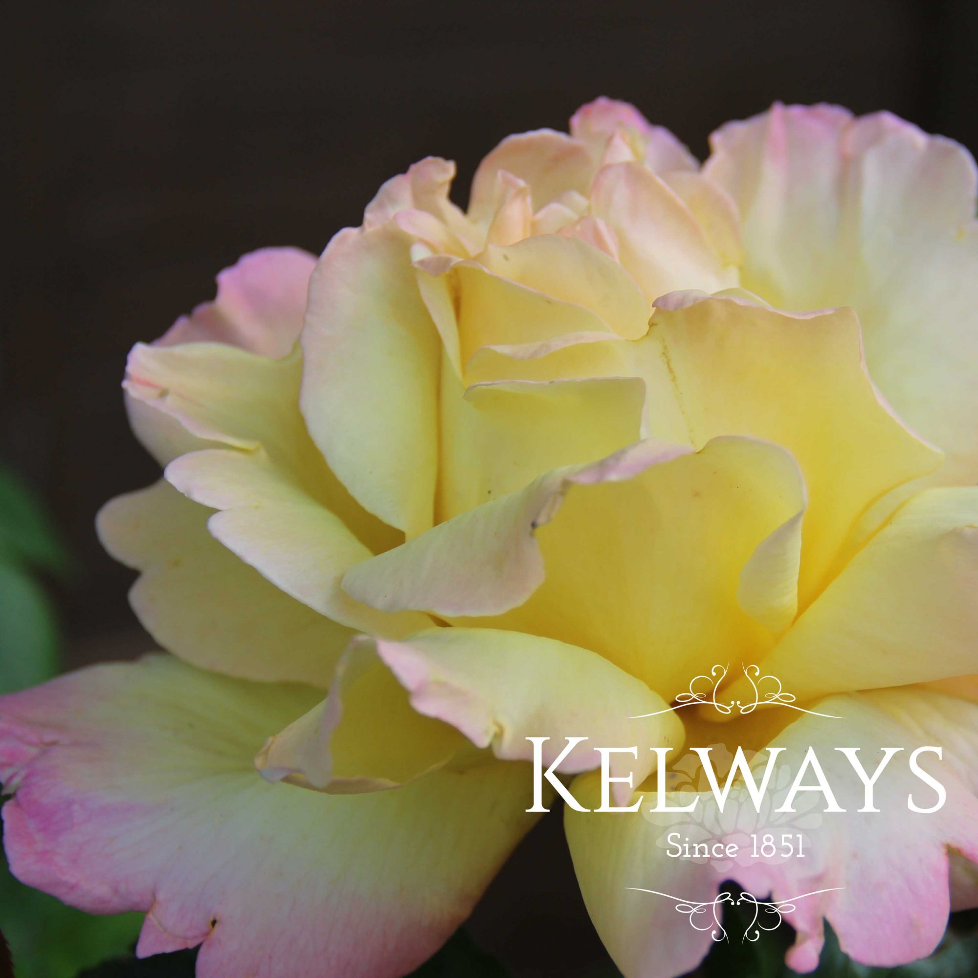 Rosa 'Peace' - Kelways Plants Ltd