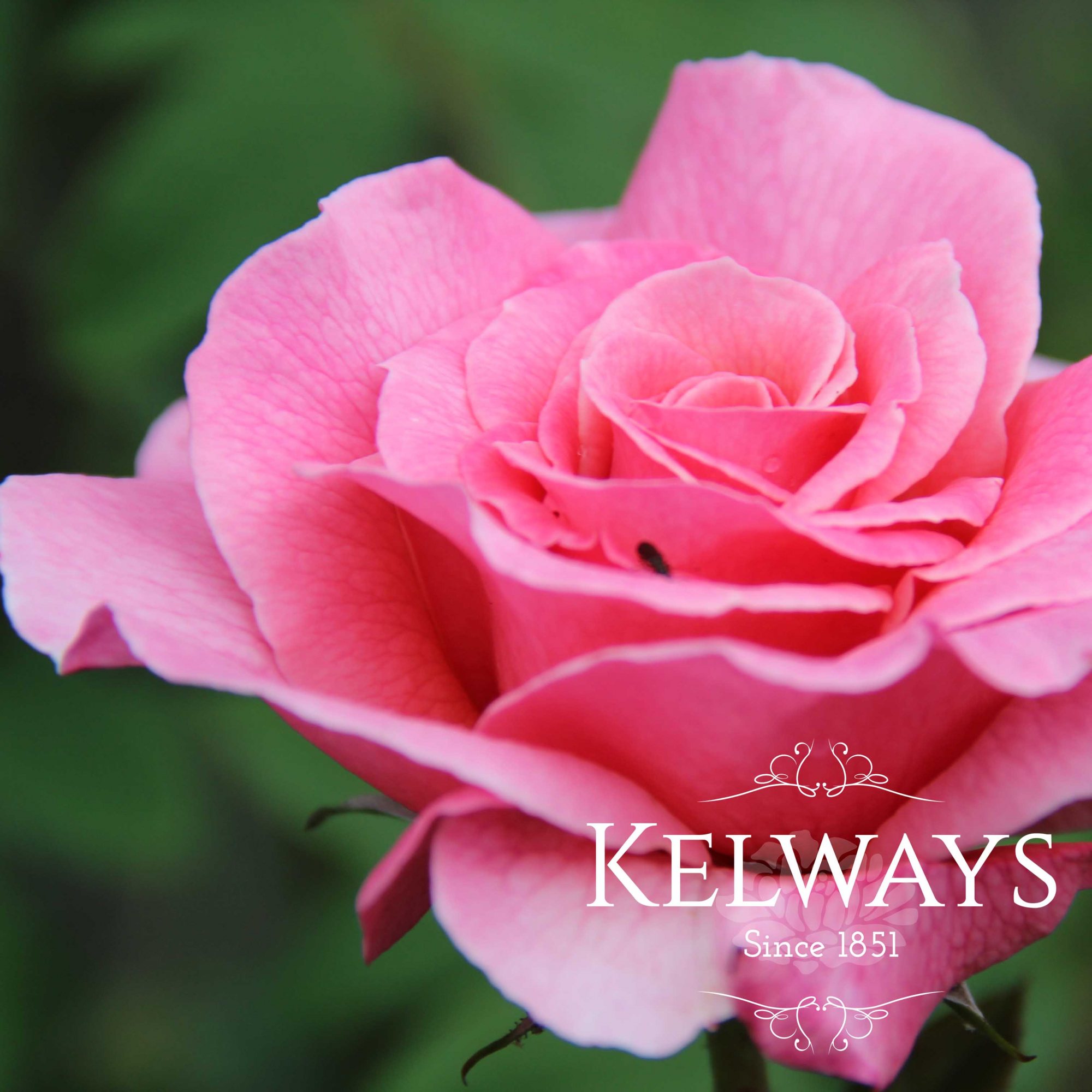 rosa-tickled-pink-kelways-plants-ltd