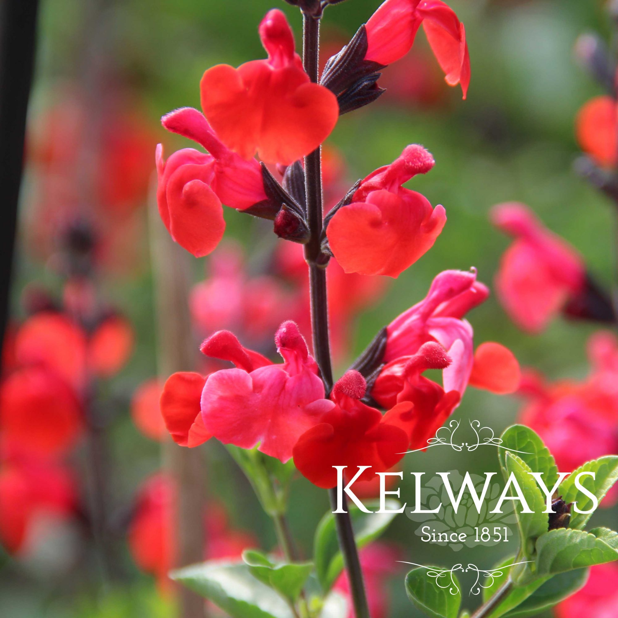 Salvia on sale royal bumble