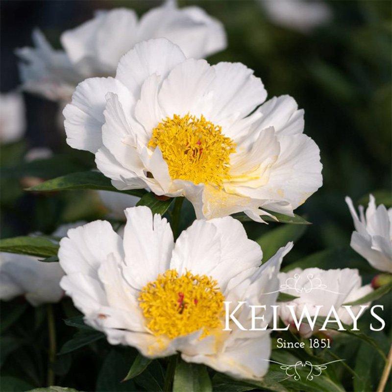 Paeonia White Wings - Kelways Plants Ltd