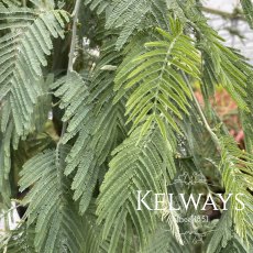 Acacia dealbata 'Gaulois Astier' (10 litre pot) Acacia dealbata 'Gaulois Astier' (10 litre pot)