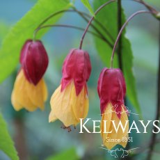 Abutilon 'Kentish Belle'