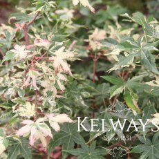 Acer palmatum 'Oridono-nishiki'