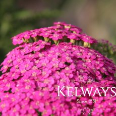 Achillea 'Pretty Belinda'