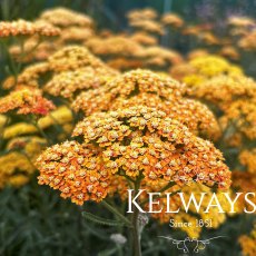 Achillea 'Terracotta'