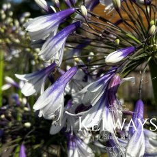 Agapanthus 'Fireworks'