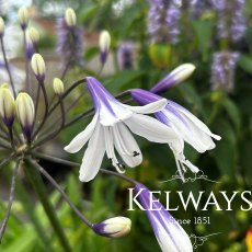 Agapanthus 'Fireworks'