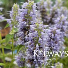 Agastache 'Blue Fortune' Agastache 'Blue Fortune'