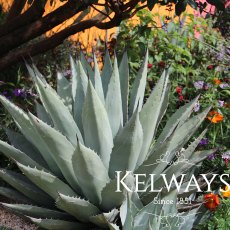 Agave americana Agave americana