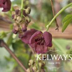 Akebia quinata (4 litre pot) Akebia quinata (4 litre pot)