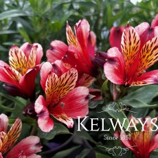 Alstroemeria 'Inca Husky' (Inca Series)