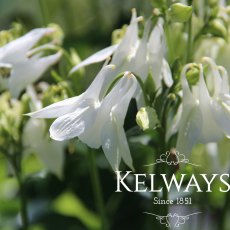 Aquilegia vulgaris 'Nivea'