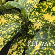 Aucuba japonica 'Crotonifolia' (f/v) (3 litre pot) Aucuba japonica 'Crotonifolia' (f/v) (3 litre pot)