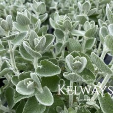 Pseudodictamnus mediterraneus Pseudodictamnus mediterraneus