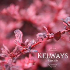 Berberis thunbergii f. atropurpurea 'Harlequin' (v) (3 litre pot) Berberis thunbergii f. atropurpurea 'Harlequin' (v) (3 litre pot)