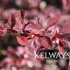 Berberis thunbergii f. atropurpurea 'Rose Glow' (v) (10 litre pot) Berberis thunbergii f. atropurpurea 'Rose Glow' (v) (10 litre pot)