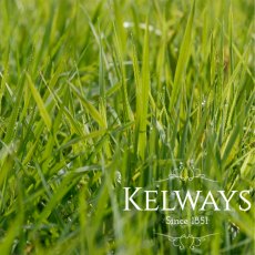 Briza media Briza media