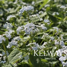 Brunnera macrophylla 'Betty Bowring' (2 litre pot) Brunnera macrophylla 'Betty Bowring' (2 litre pot)