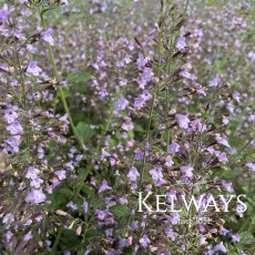 Calamintha nepeta subsp. nepeta 'Blue Cloud'