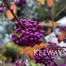 Callicarpa bodinieri 'Imperial Pearl'