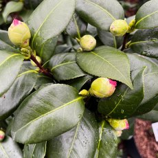 Camellia japonica 'Nuccio's Jewel' Camellia japonica 'Nuccio's Jewel'