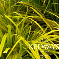 Carex oshimensis 'Everillo' (EverColor Series)