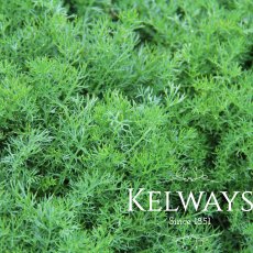 Chamaemelum nobile Chamaemelum nobile