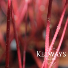 Cornus alba 'Kesselringii' Cornus alba 'Kesselringii'