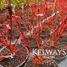 Cornus sanguinea 'Midwinter Fire' Cornus sanguinea 'Midwinter Fire'