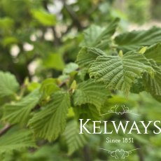 Corylus avellana (7.5 litre pot) Corylus avellana (7.5 litre pot)