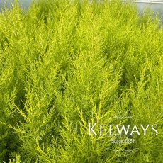 Cupressus macrocarpa 'Wilma' Cupressus macrocarpa 'Wilma'