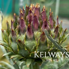 Cynara cardunculus