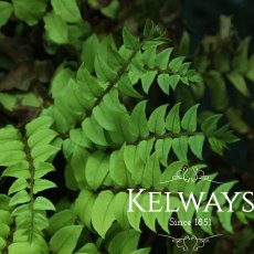 Cyrtomium fortunei (2 litre pot) Cyrtomium fortunei (2 litre pot)