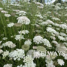 Daucus carota